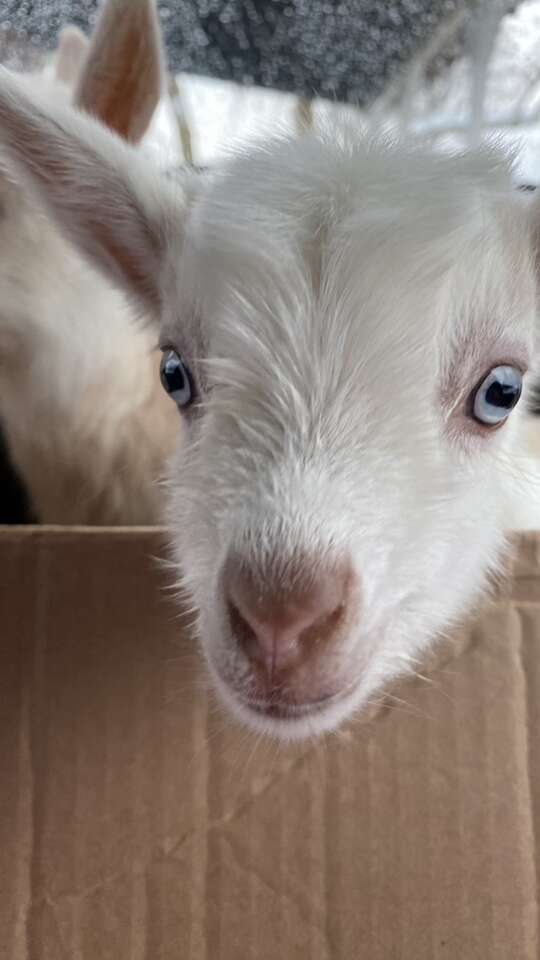 Baby Nigerian Dwarf Goats Livestock
