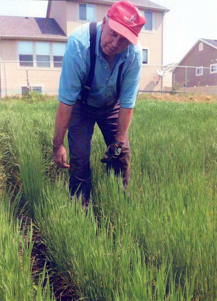 EINKORN Berries - 50 lbs - READY TO GRIND INTO DELICIOUS FLOUR!!!!