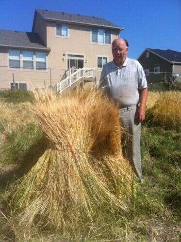 Einkorn Berries for Fresh Ground Einkorn Flour 10 lbs