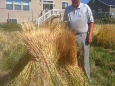 Einkorn Berries for Fresh Ground Einkorn Flour 10 lbs
