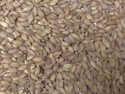 EINKORN BERRIES - 25 lbs. - Ready for Grinding into Delicious FRESH Ground Flour!!!