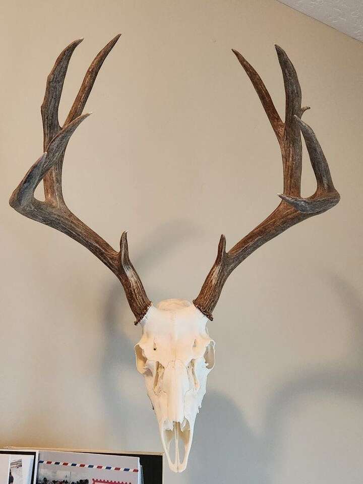 Euro Mounts