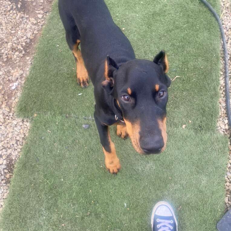 Doberman Pinscher Puppies General