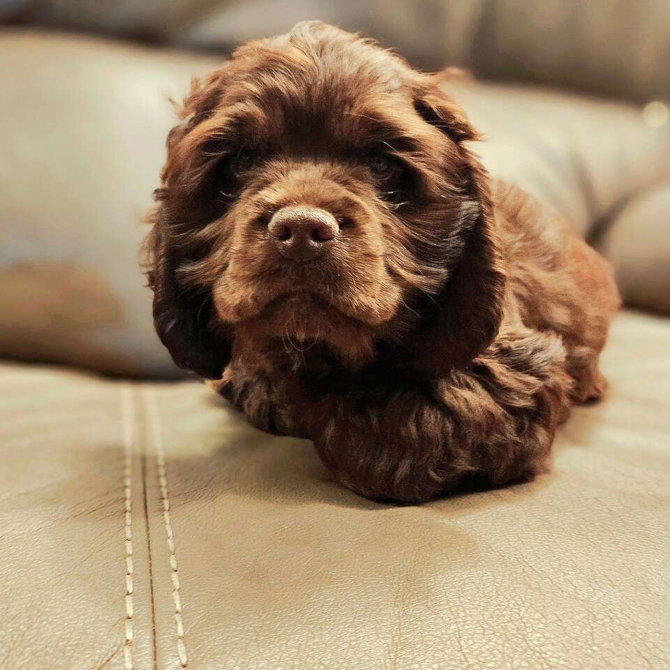 Cockapoo Puppies For Sale (Cocker Spaniel/… Pets