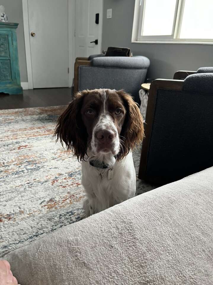 Springer/Brittany Spaniel Pets