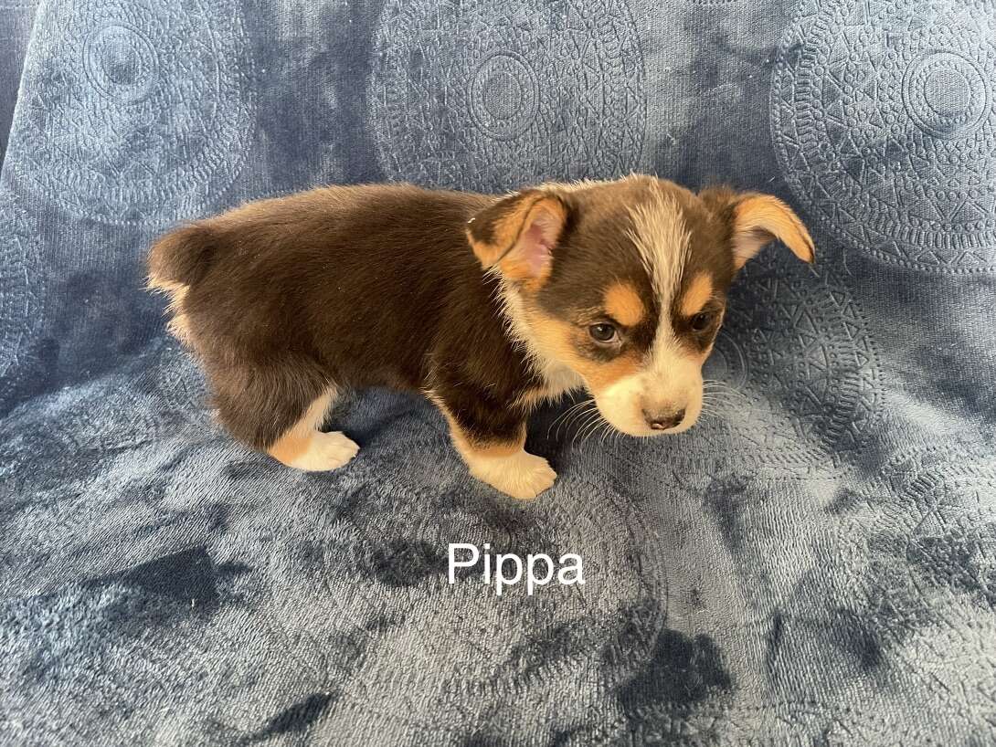 Adorable Pembroke Welsh Puppies Pets