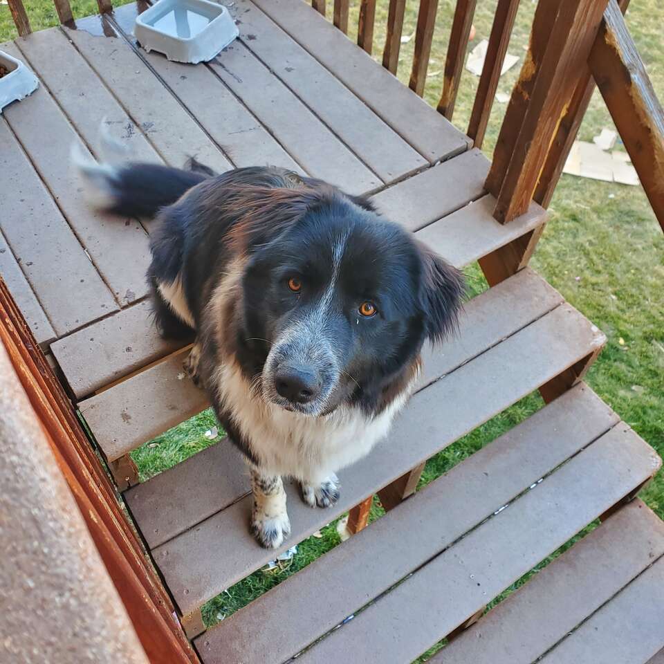 World's Sweetest Dog Pets