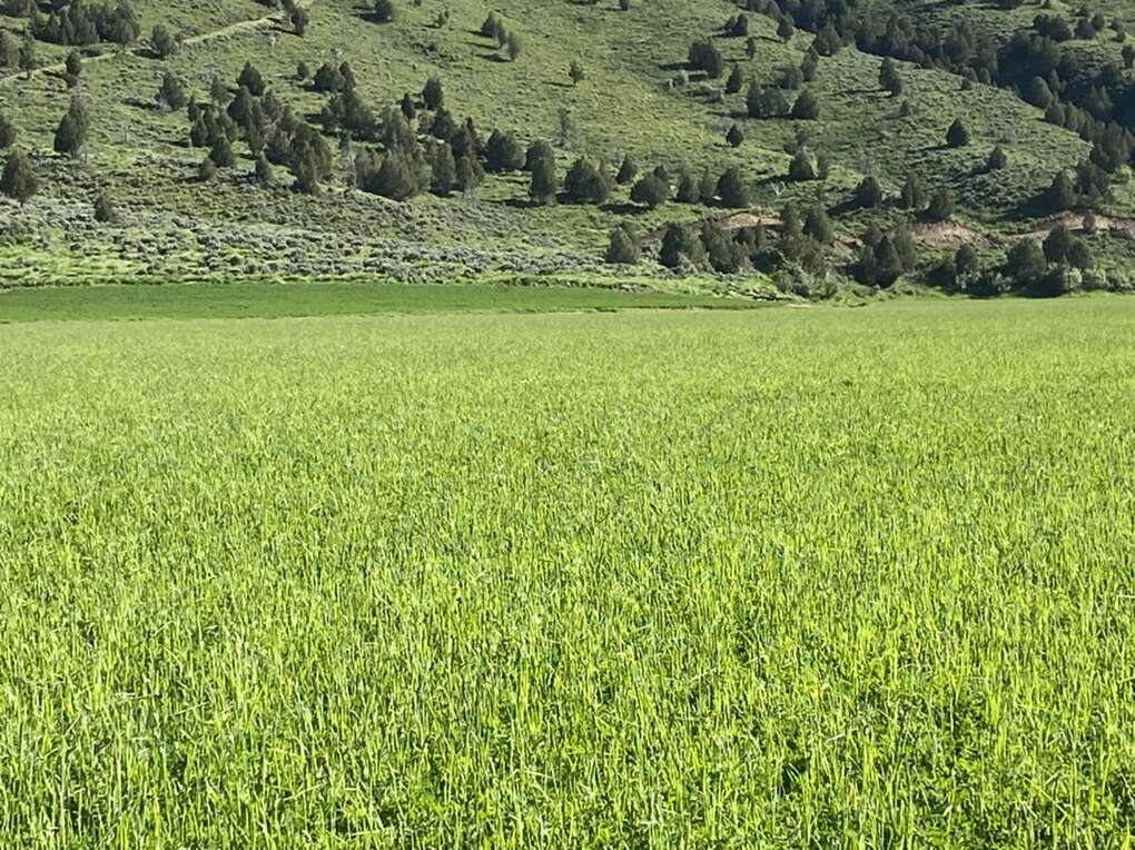 Premium, 21 Small Bale Bundle, 1st crop alfalfa SALE