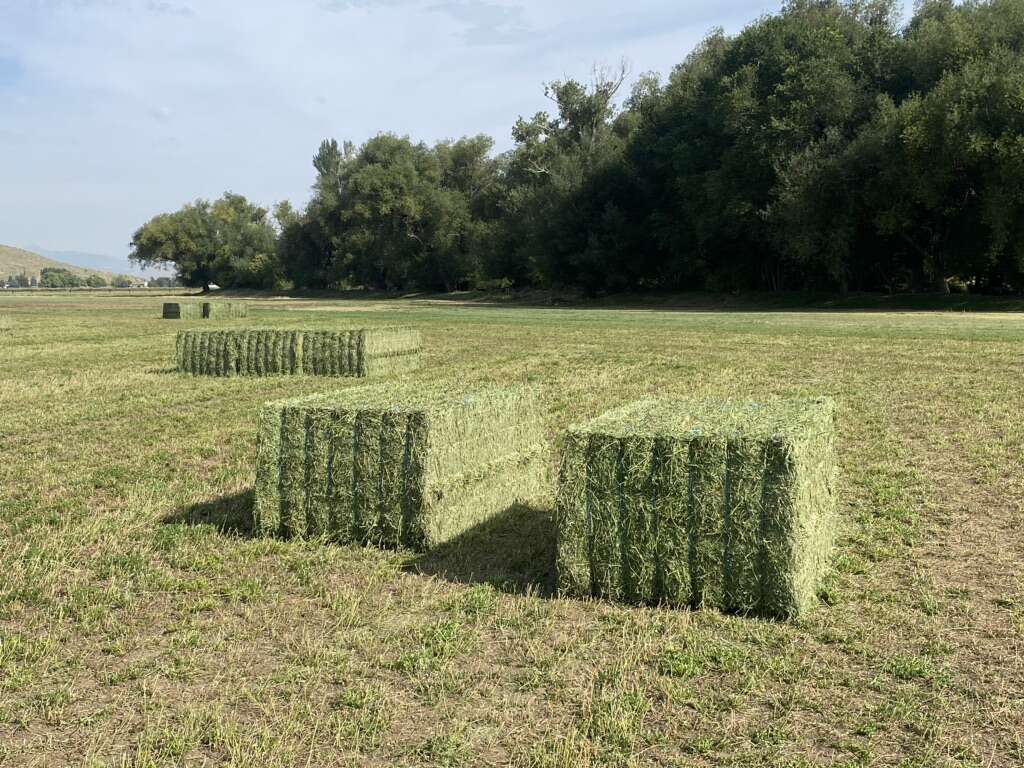 3x4x8 Hay Bales, Steamed