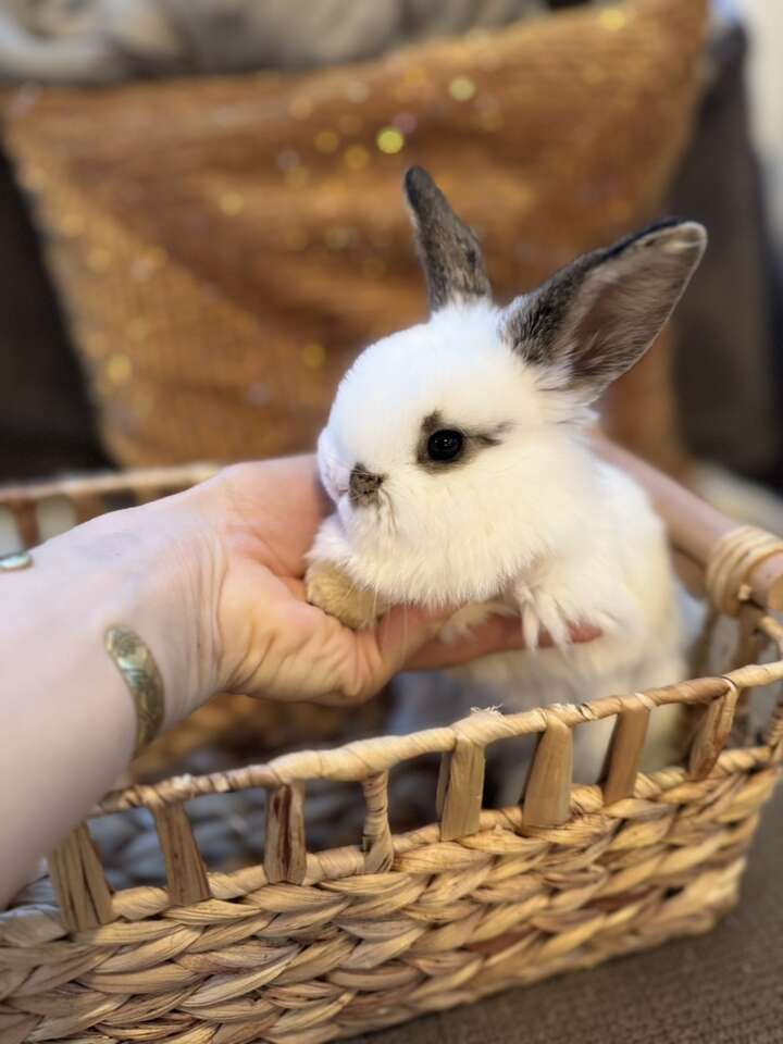 Baby Bunnies - Rex & Holland Lop Mix $35