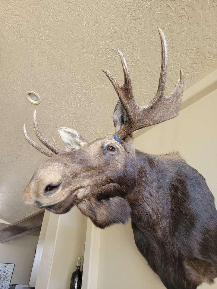 Moose mount