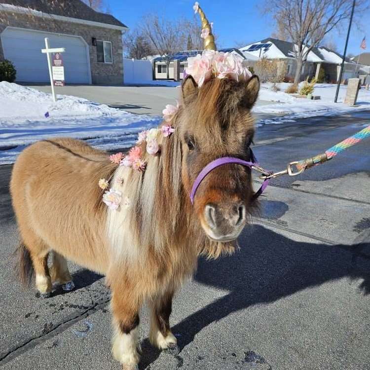Mini pony parties!