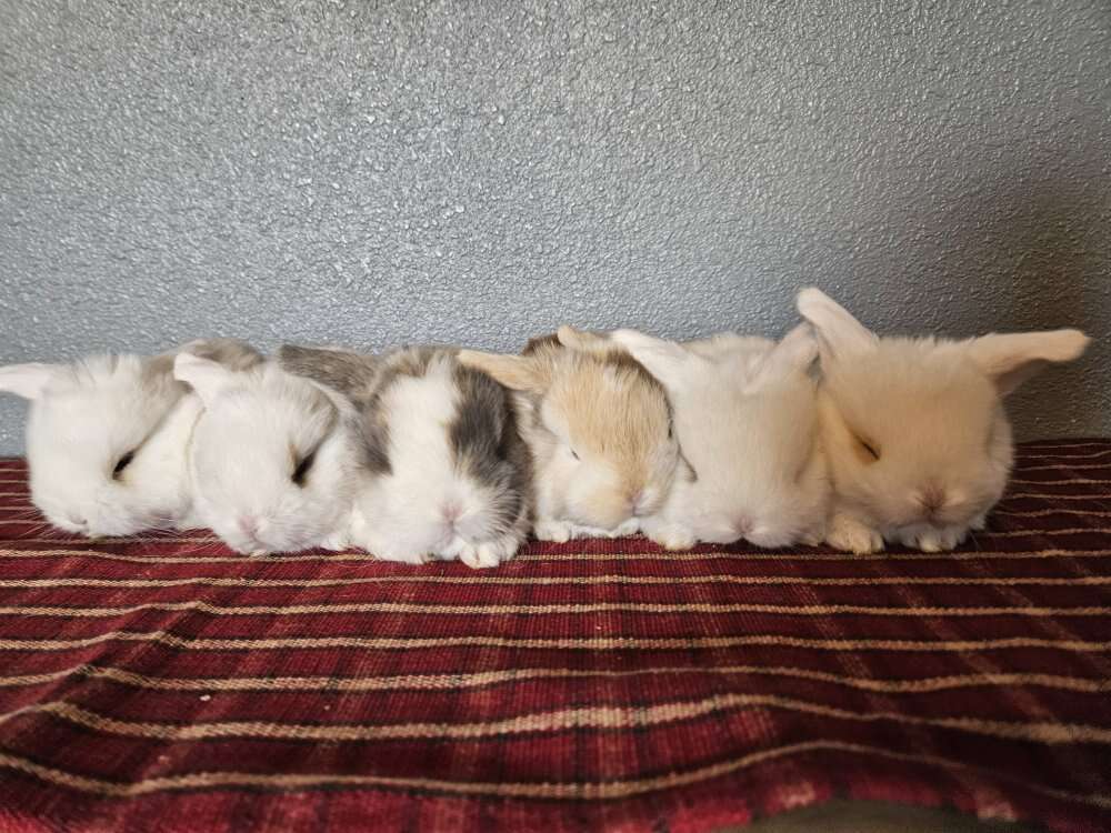 Super Friendly Blue Eyed Holland lop babies!