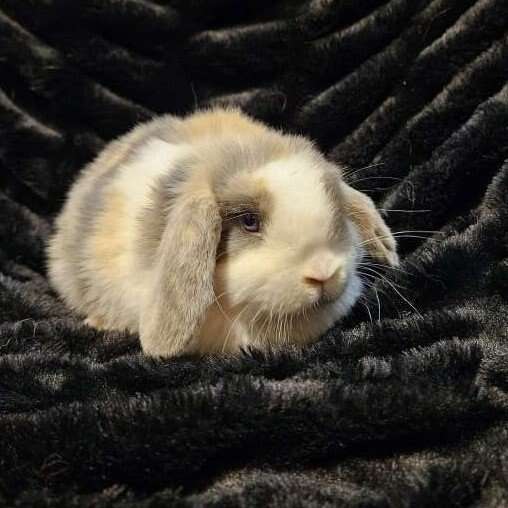 Purebred Blue eyed Holland lop baby boy!