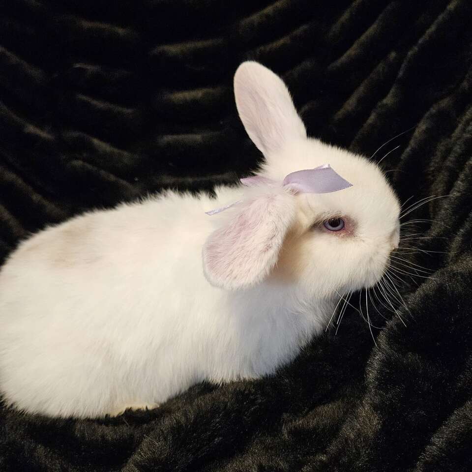 Purebred Blue eyed Holland lop Baby Girl!