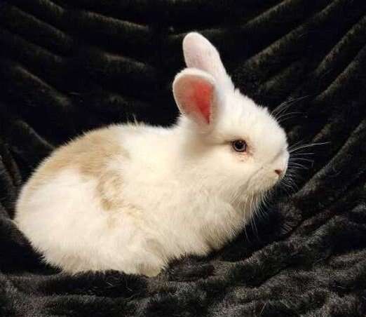 Purebred Blue eyed Holland Lop Baby!