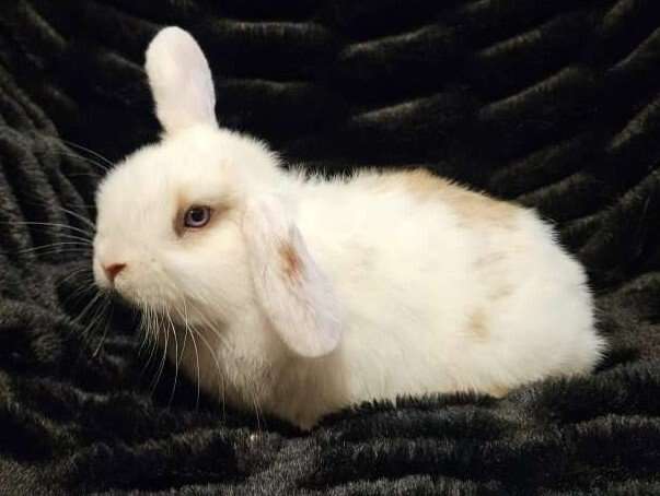 Purebred blue eyed holland lop baby boy!