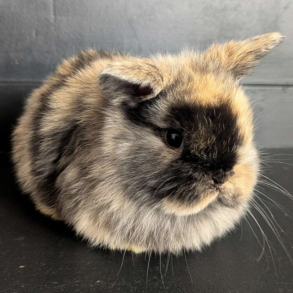 Holland Lop