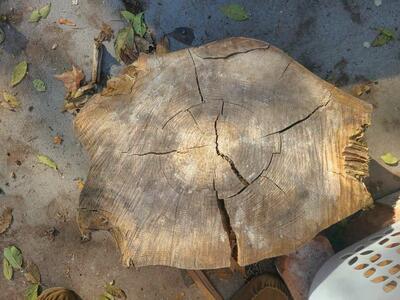 Large Round Cookie Center Piece