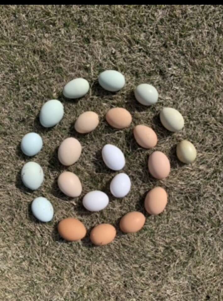 Barnyard Mix Fertile Hatching Eggs