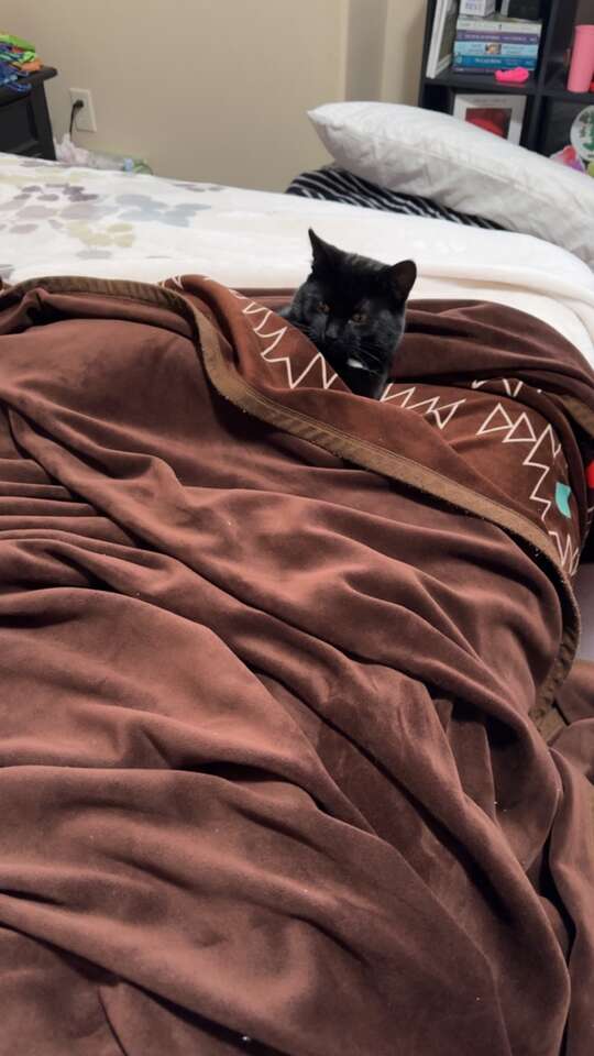 2 cats and everything with them Pets