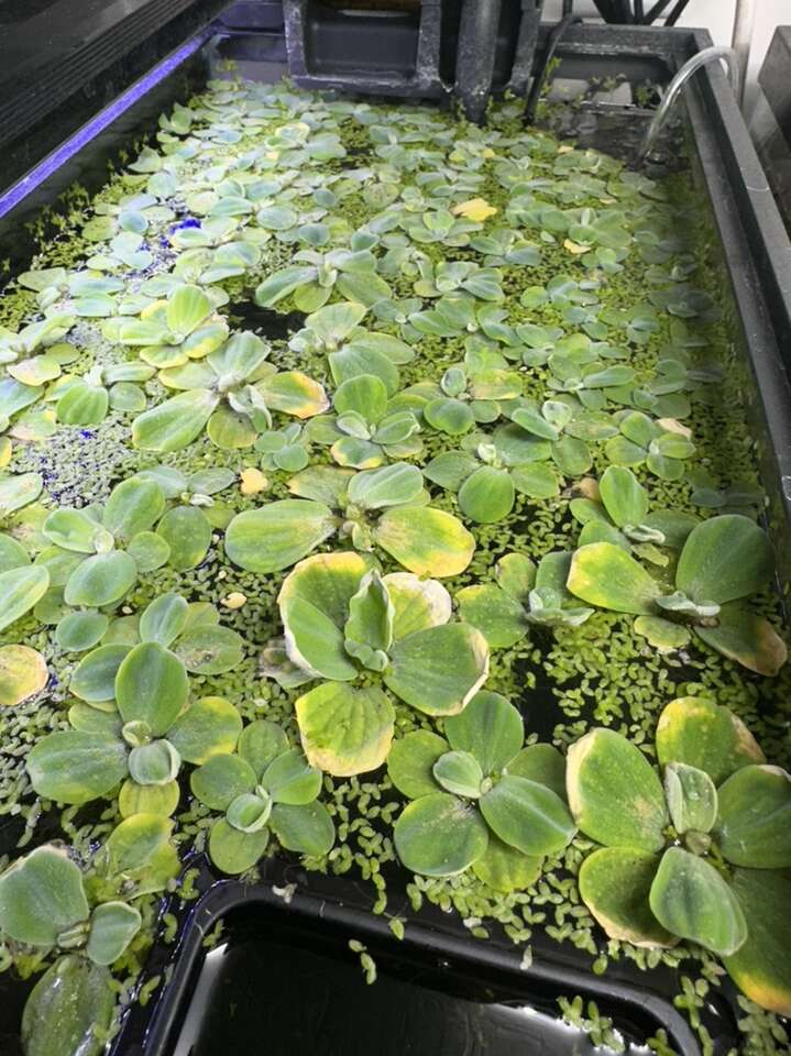 Dwarf Aquarium Water Lettuce Pets