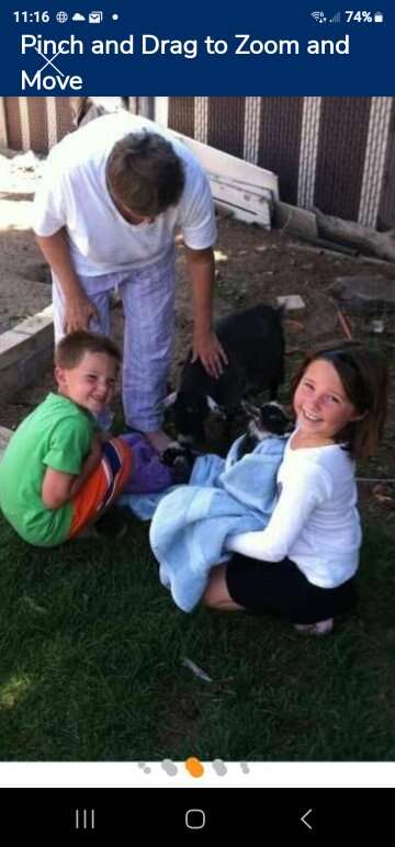 We  TAKE ALL SMALL GOATS,  livestock