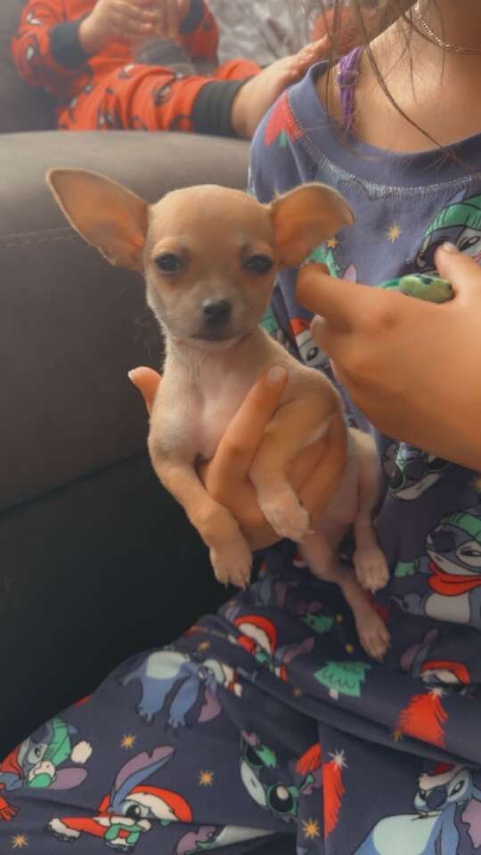 8week Old Chihuahua Puppies Pets