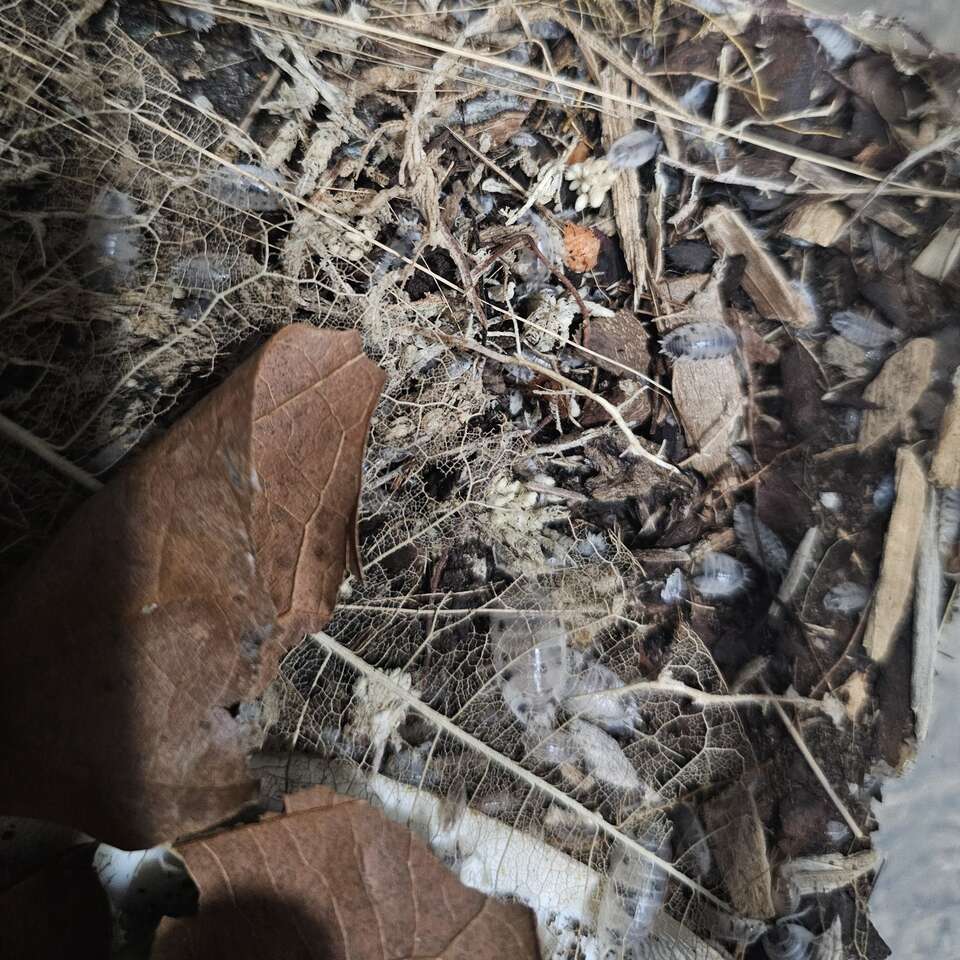 Dairy Cow Isopods