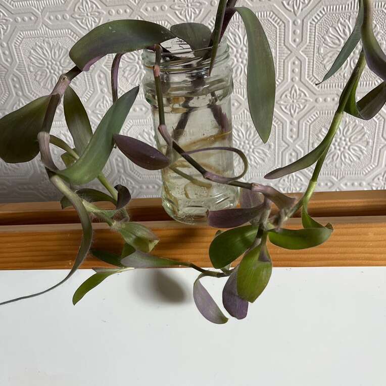 Purple tradiscantia cuttings