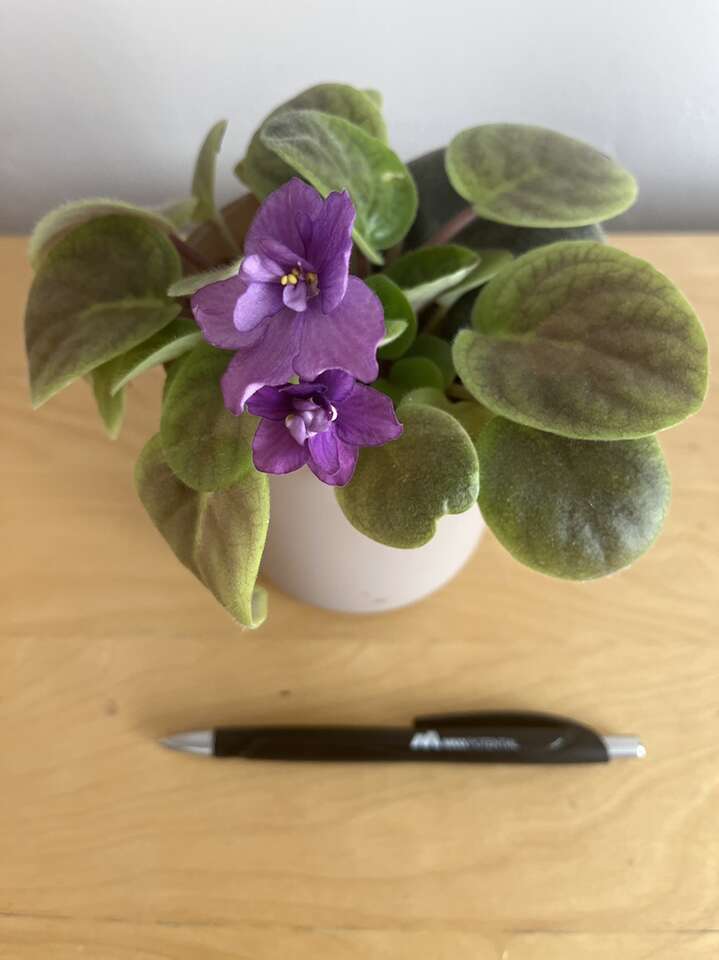 African violet