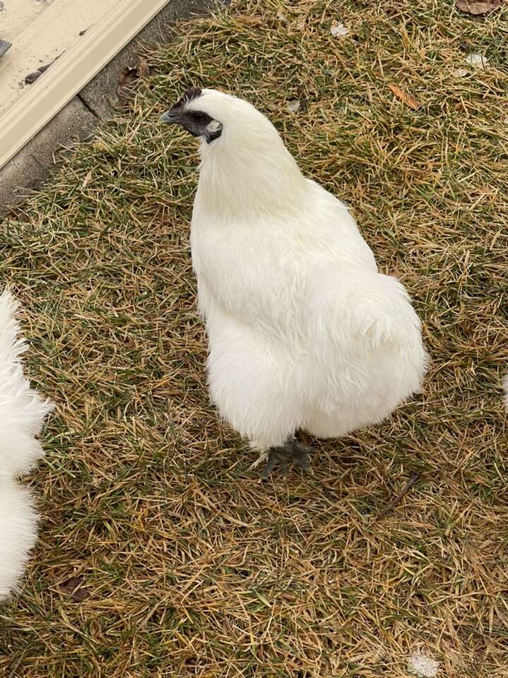 2 Silkie Chickens Livestock
