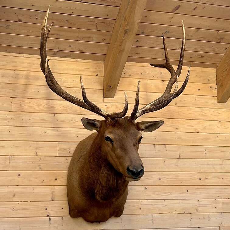 4 BEAUTIFUL ELK MOUNTS MUS… Hunting and Fishing