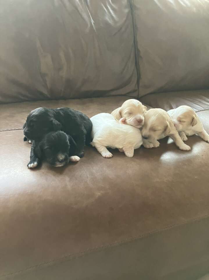 CavalierCocker Spaniel Puppies Pets