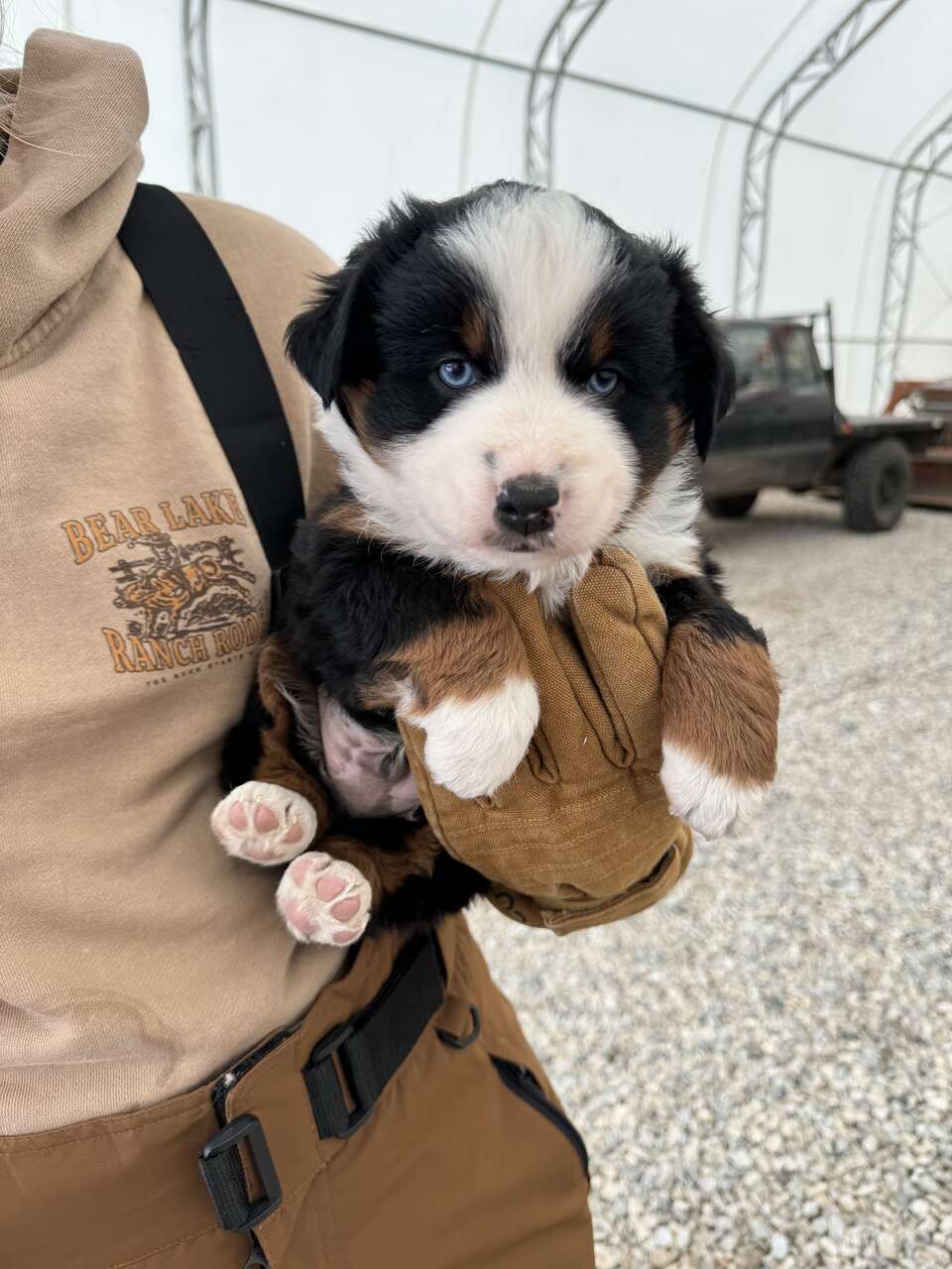Purebred Miniature Australian Shepherd pup… Pets