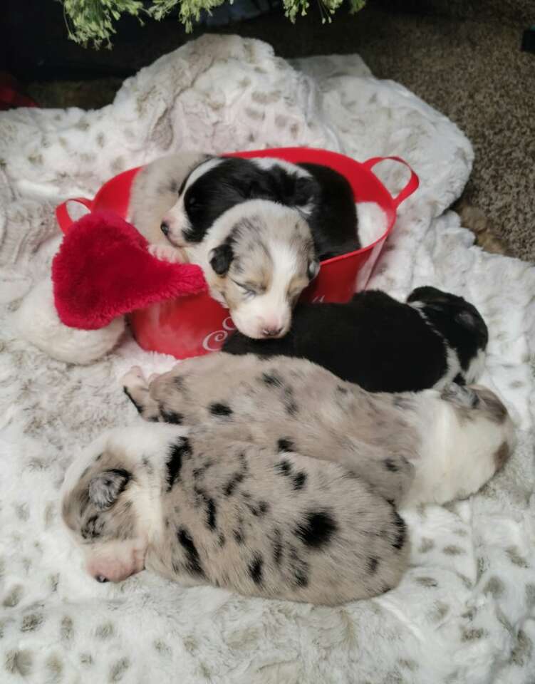 Standard Australian Shepherd Puppies Pets
