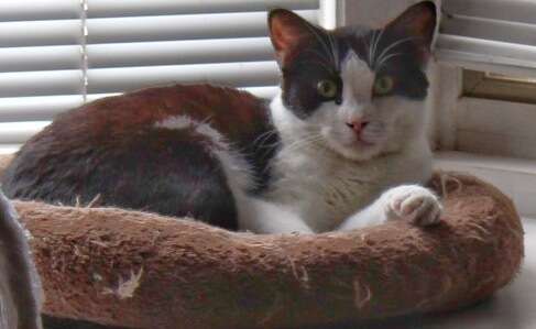 Domestic Medium Hair