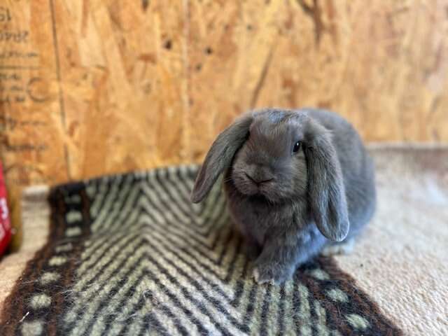 Holland Lop