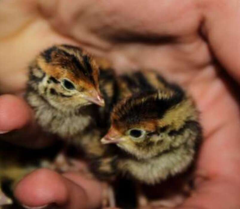 Coturnix Quail Jumbo Brown Cotornices