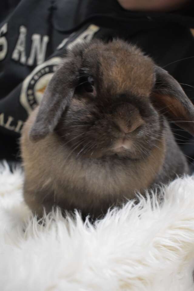 Black Tort Holland Lop Doe