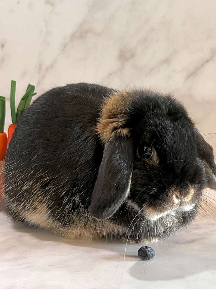 Black Otter Vienna Carrier Holland Lop Doe