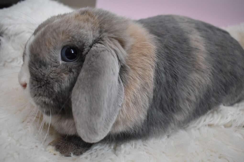 VM HarlequIn Holland Lop Doe