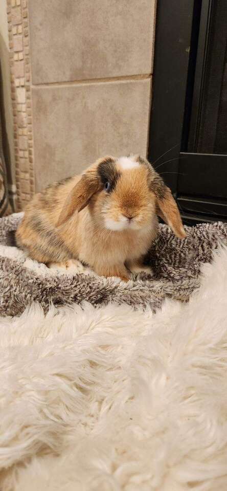 VM Harlequin Holland Lop Buck