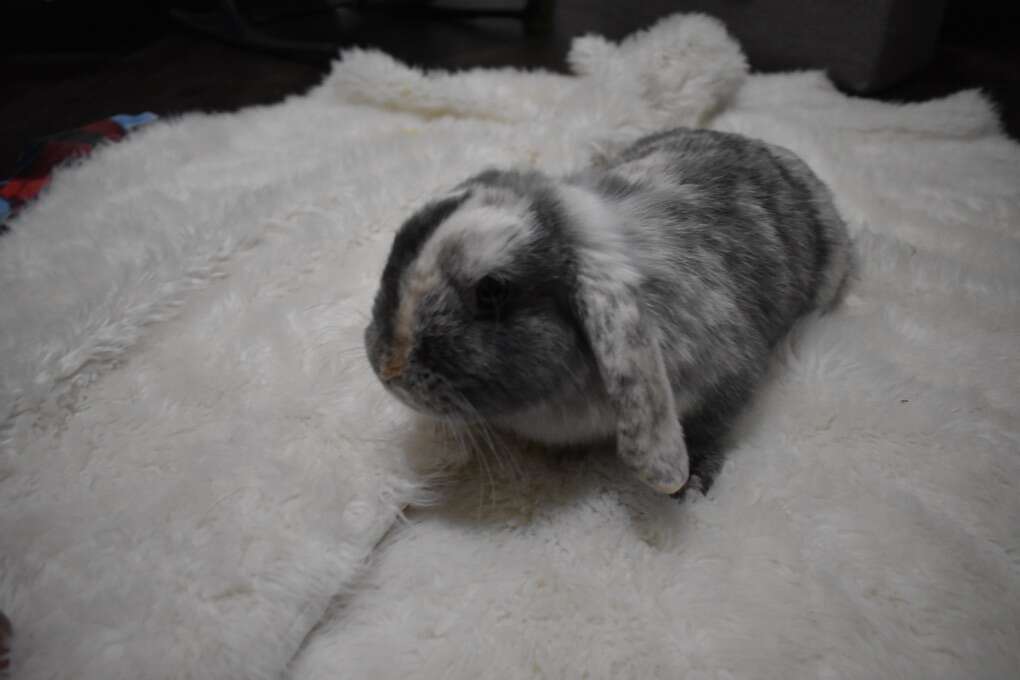 Blue Fawn Harlequin Holland Lop Doe