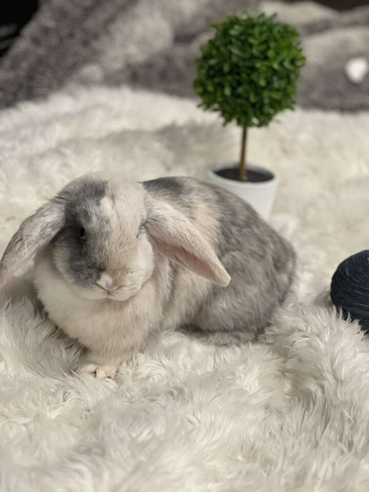 Lilac & Cream Harlequin Holland Lop Doe