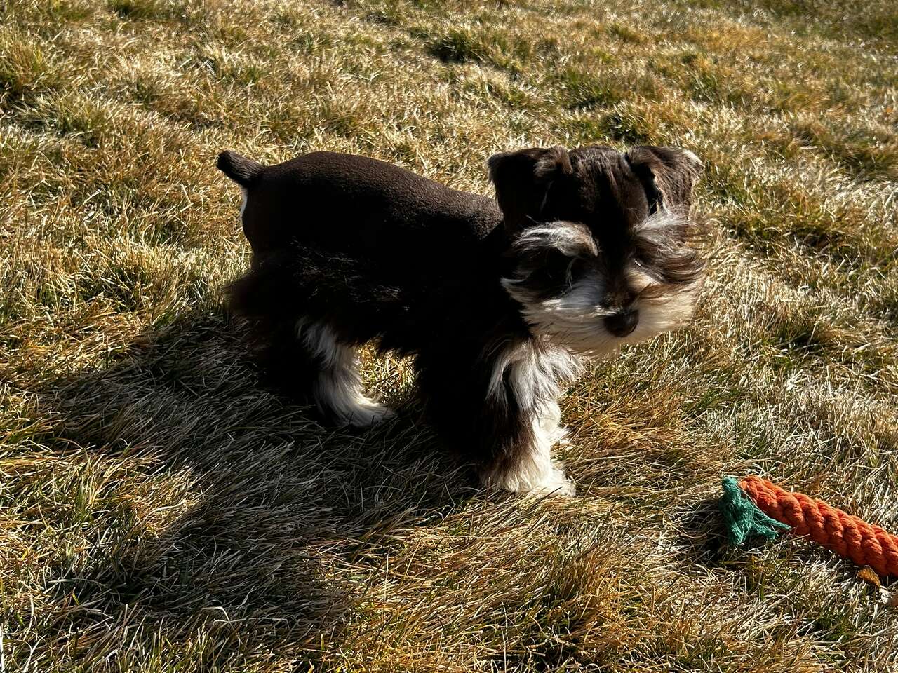 Toy Miniature Schnauzer Male Pets