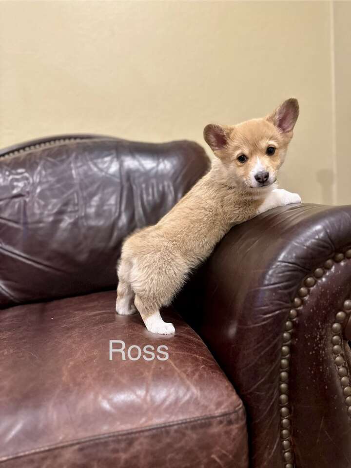 Pembroke Welsh Puppies Ready Now Pets