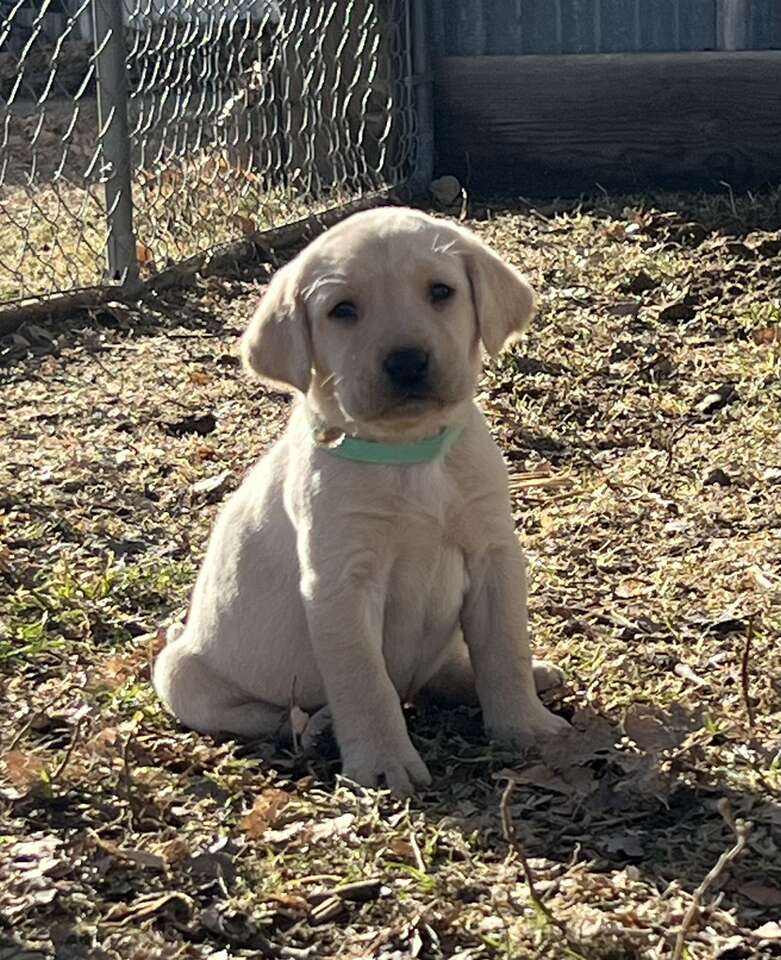 AKC Yellow/Fox Red Lab Puppies Pets