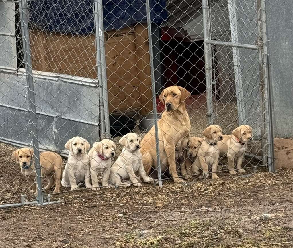 Ready Now! AKC Yellow/Fox Red Lab Puppies Pets