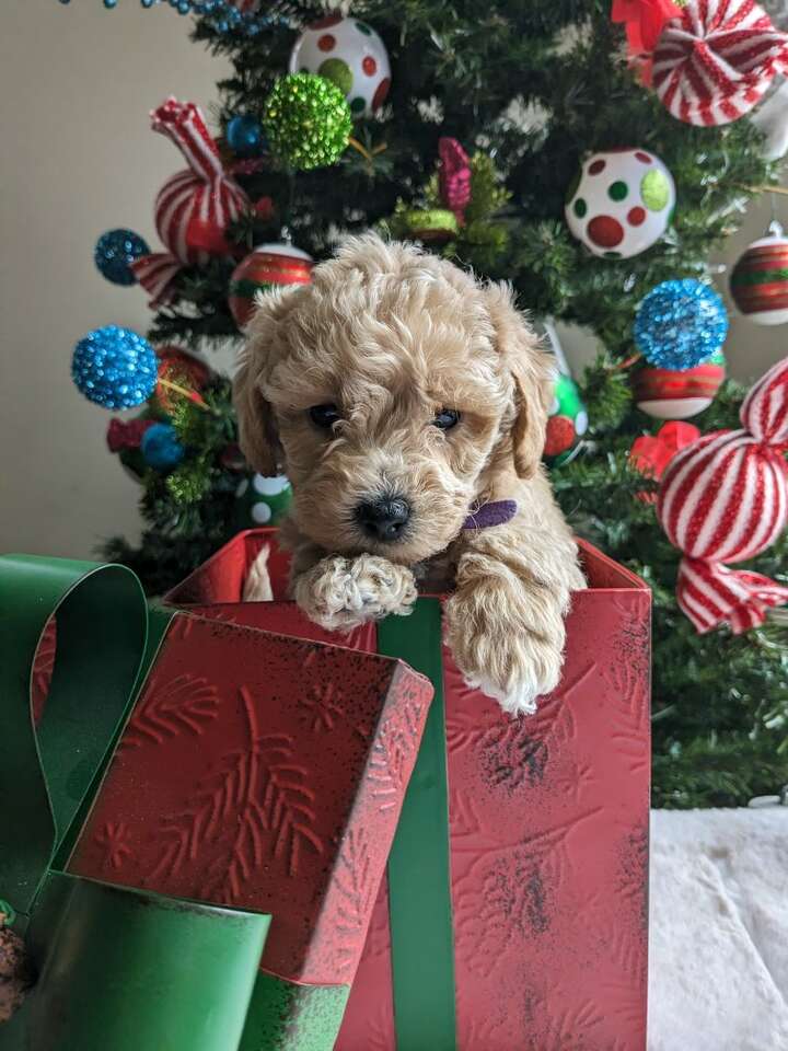 Micro Mini Labradoodle puppy Pets